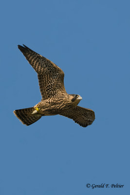 Peregrine Falcon  # 40