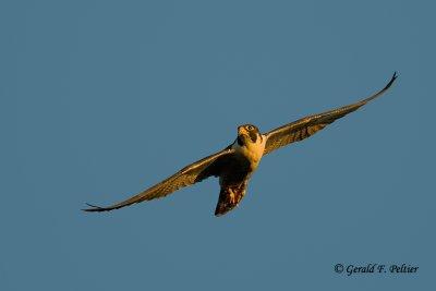 Peregrine Falcon   # 41