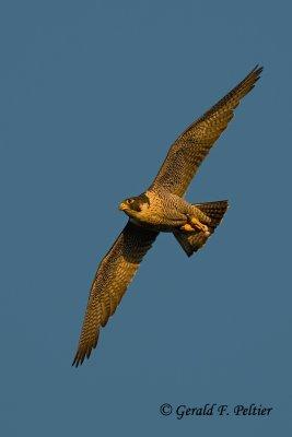 Peregrine Falcon  # 42