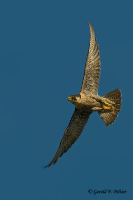 Peregrine Falcon  # 43