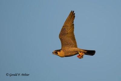 Peregrine Falcon  # 44
