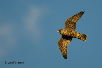 Peregrine Falcon   # 46