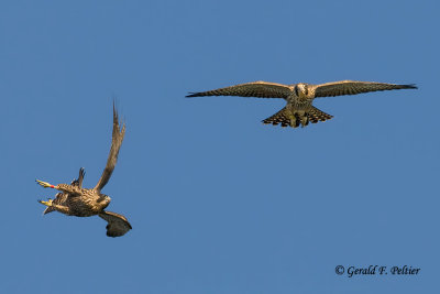 Peregrine Falcon   # 47