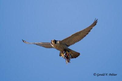 Peregrine Falcon  # 48