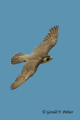 Peregrine Falcon   # 49