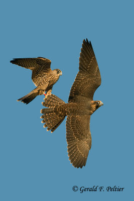 Peregrine Falcon   # 50