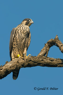 Peregrine Falcon  # 51 