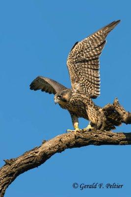 Peregrine Falcon   # 52