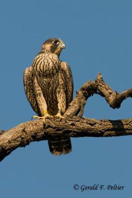 Peregrine Falcon   # 53