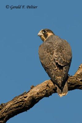 Peregrine Falcon   # 54