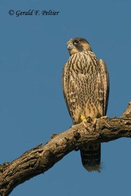 Peregrine Falcon   # 55