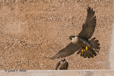 Peregrine Falcon  #  57