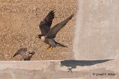 Peregrine Falcon  # 58