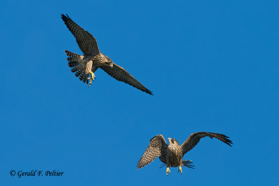 Peregrine Falcon  # 59