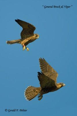 Peregrine Falcon   # 60