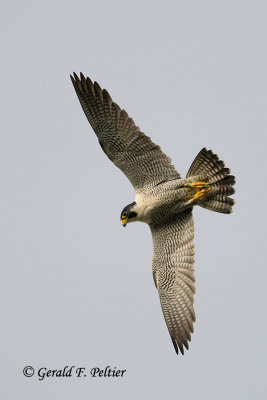Peregrine Falcon  # 61