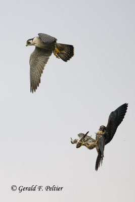 Peregrine Falcon   # 62