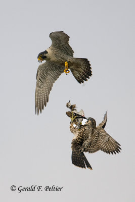Peregrine Falcon  # 63  