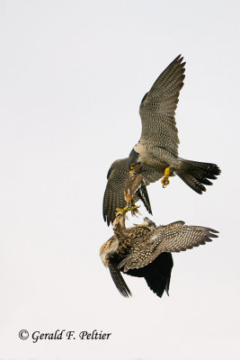 Peregrine Falcon  # 65 