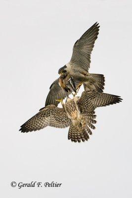 Peregrine Falcon  # 66