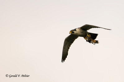 Peregrine Falcon  # 68  