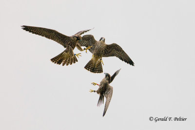 Peregrine Falcon   # 69