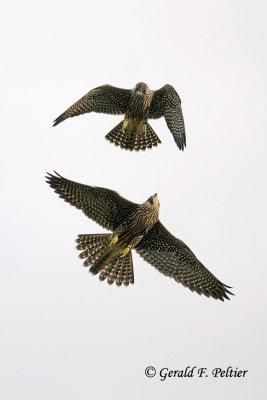 Peregrine Falcon   # 71  ( scroll down ; open all  images to original size )  