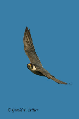 Peregrine Falcon   # 72