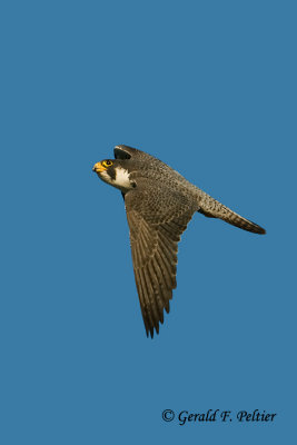 Peregrine Falcon   # 73