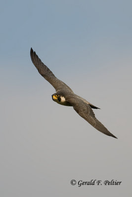 Peregrine Falcon   # 74