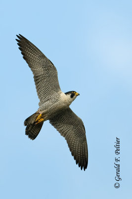 Peregrine Falcon  # 75  