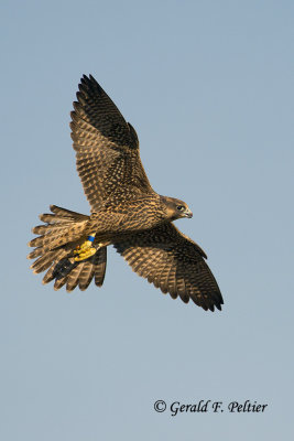 Peregrine Falcon  # 83  