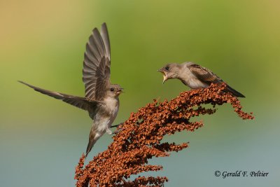 Northern Rough - winged Swallow