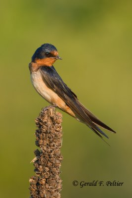 Barn Swallow