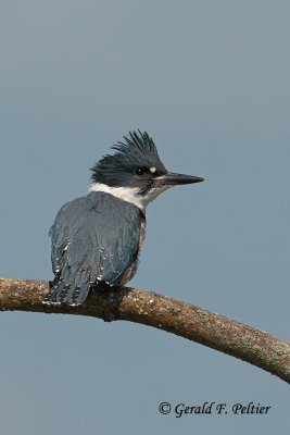 Belted  Kingfisher