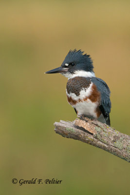 Belted  Kingfisher  ( young female )