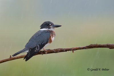 Belted  Kingfisher  ( young female )