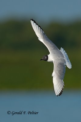 Bonaparte's Gull
