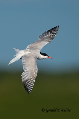Common Tern