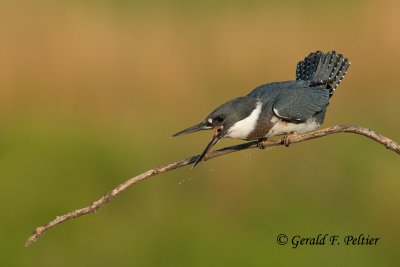 Belted  Kingfisher  ( young female ) # 1 of sequence