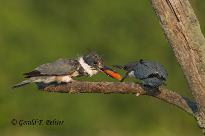 Belted  Kingfisher  (  Mom feeding her youngster ) # 2 of sequence