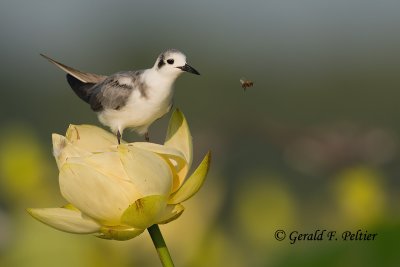 Black Tern (juvenile) & Bee