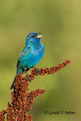 Indigo Bunting
