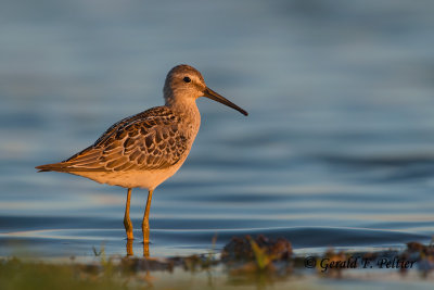 Stilt Sandpiper ( fall juvenile )