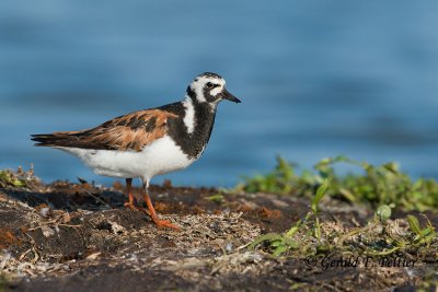 Ruddy Turnstone