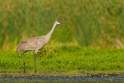Sandhill Crane 