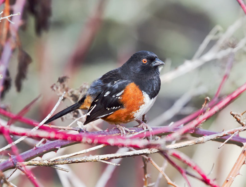 Spotted Towhee
