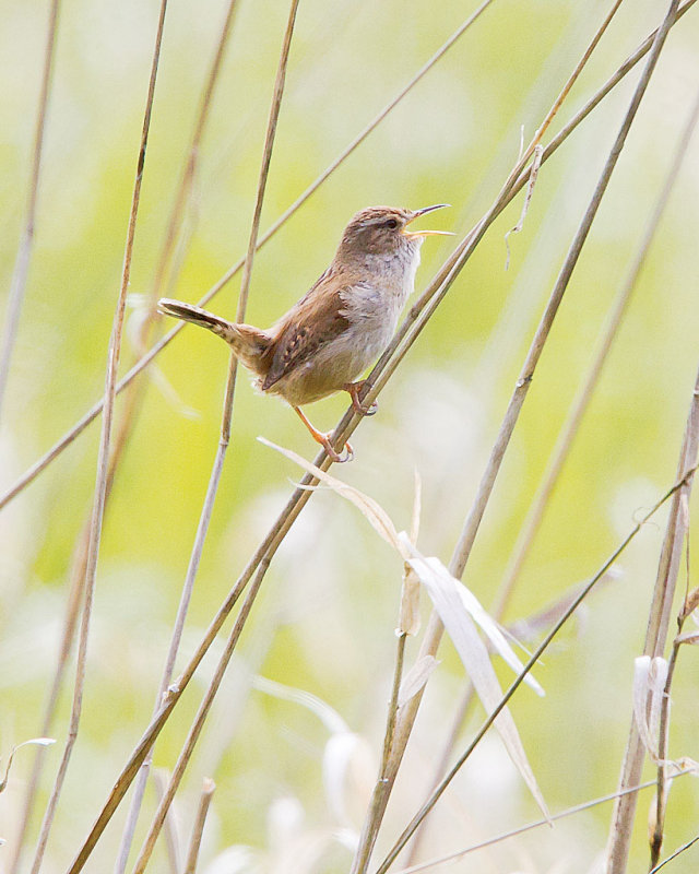 Marsh Wren