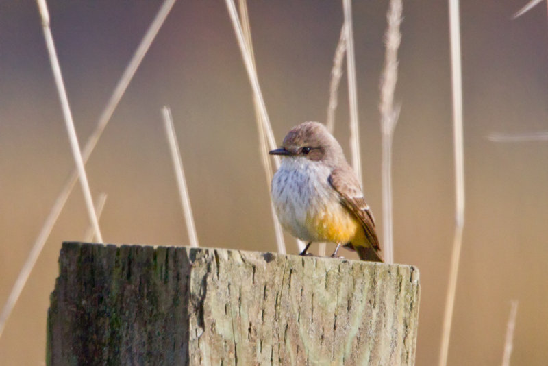 Vermilion Flycatcher, female