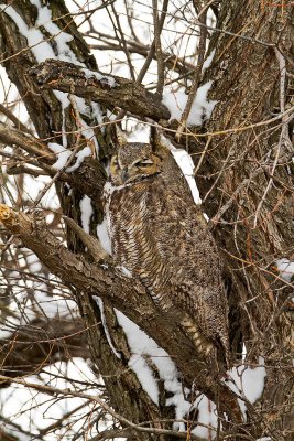 Great Horned Owl